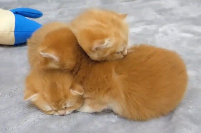 眠りに落ちていく子猫達