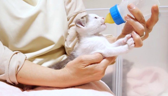 ミルクを飲む子猫