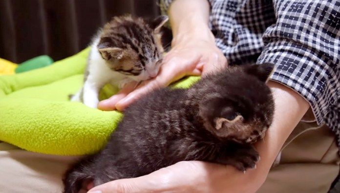 指チュパする子猫達
