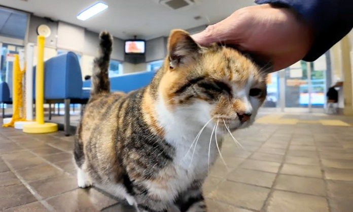撫でられる猫