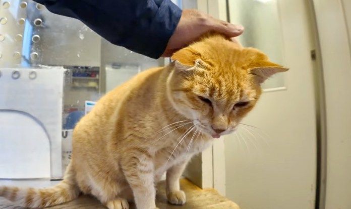 撫でられる猫