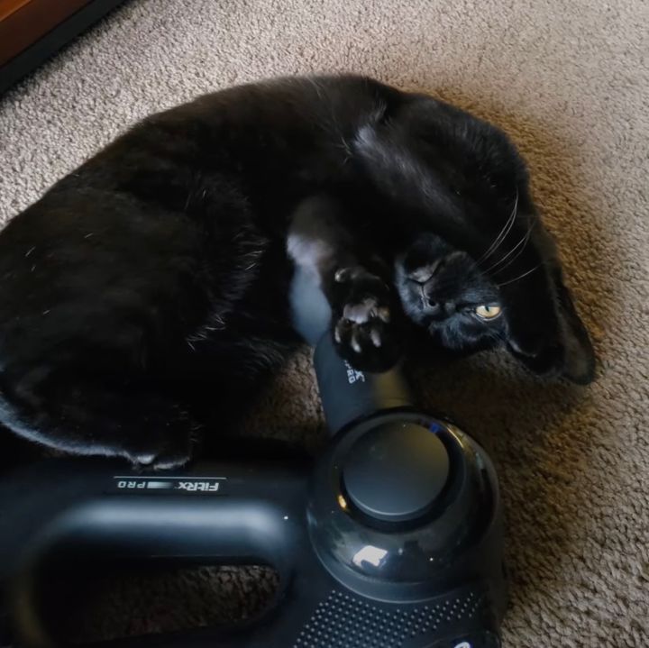 マッサージガンに体を預ける黒き猫、頭も腹も肉球も震える