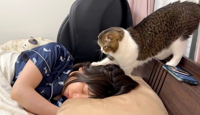 ママを起こす猫