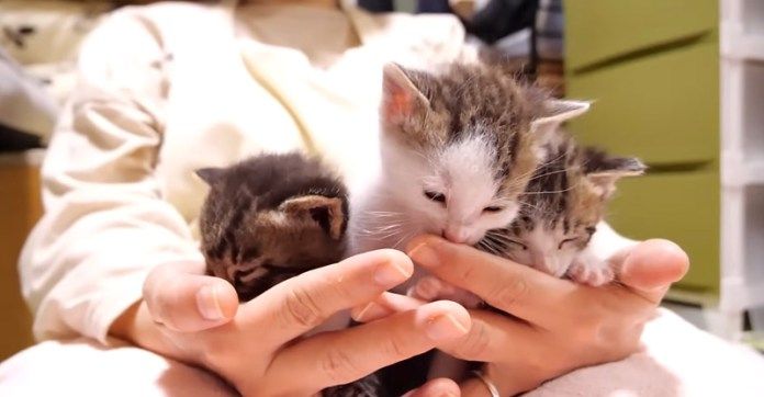 指を吸う子猫達