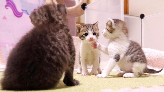 顎クイされる子猫