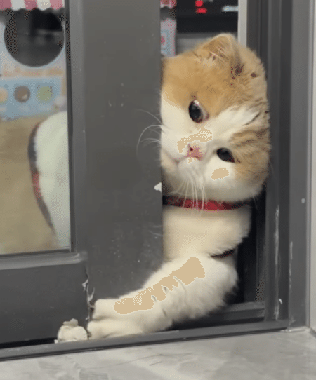 まんまるしたお手手が可愛い猫さん、あと数センチが届かないー！