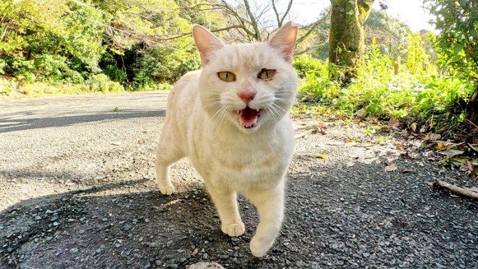 モフって欲しい猫