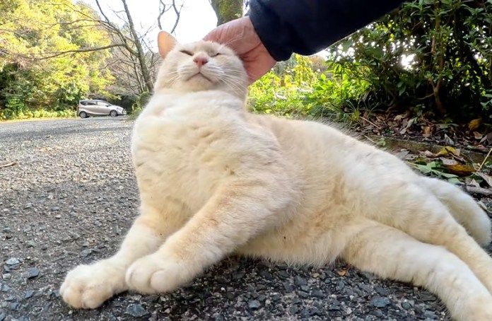 撫でられる猫
