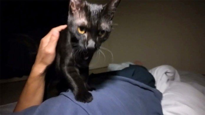 起こしに来た猫