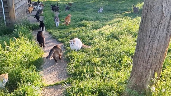 350匹以上が暮らす猫の楽園、人にとっての楽園にも見え