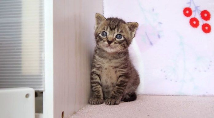 チョコンと座る子猫