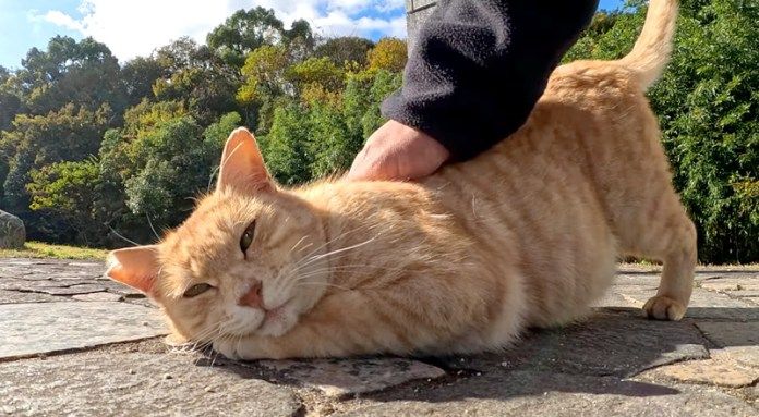 撫でられる猫