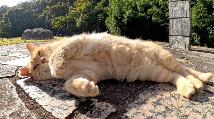 お腹を見せる猫