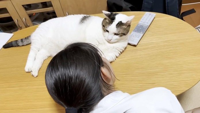 猫をかまうお姉ちゃん