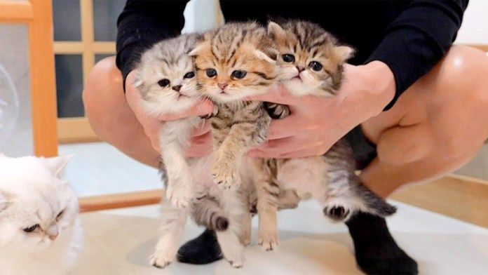 連行される子猫達