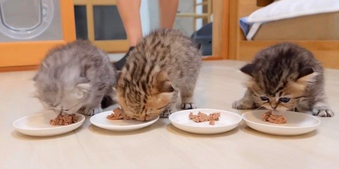 ご飯を食べる子猫達