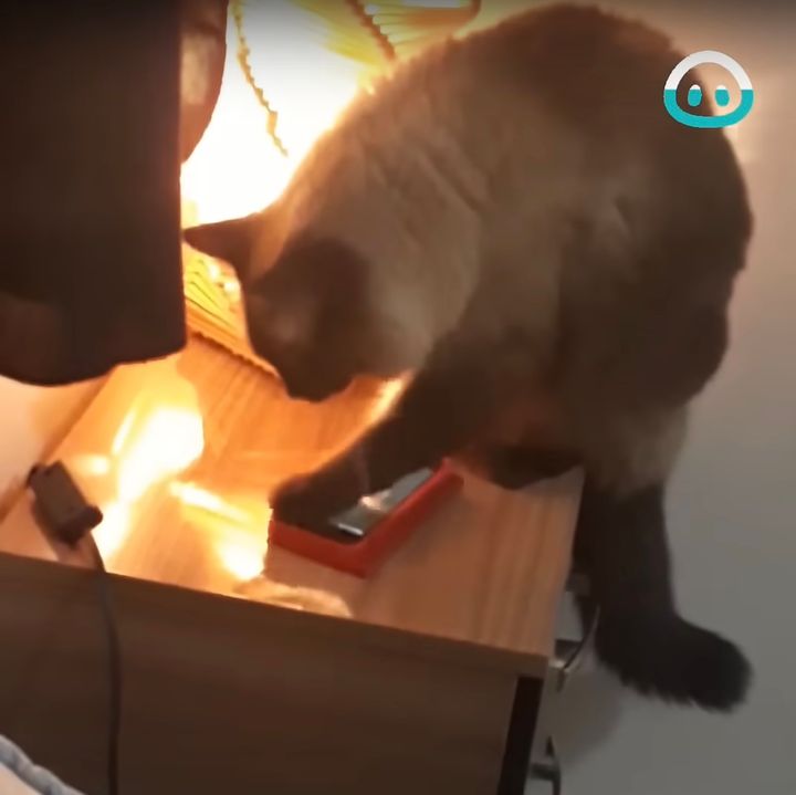 携帯のアラーム鳴るのを嫌う猫、自分じゃ消せずに飼い主に頼む