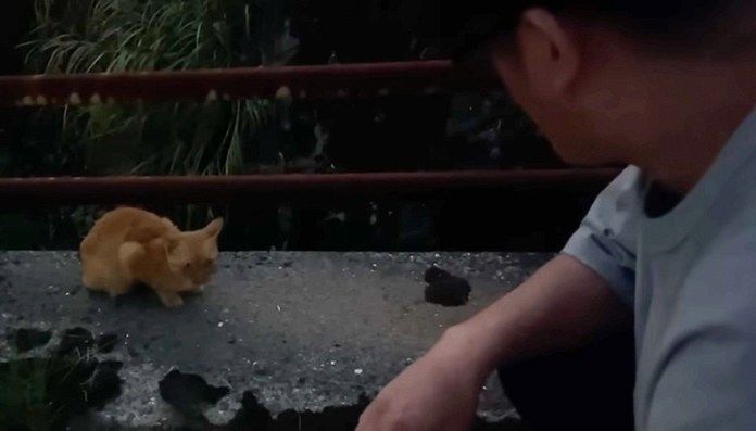 迷子の猫