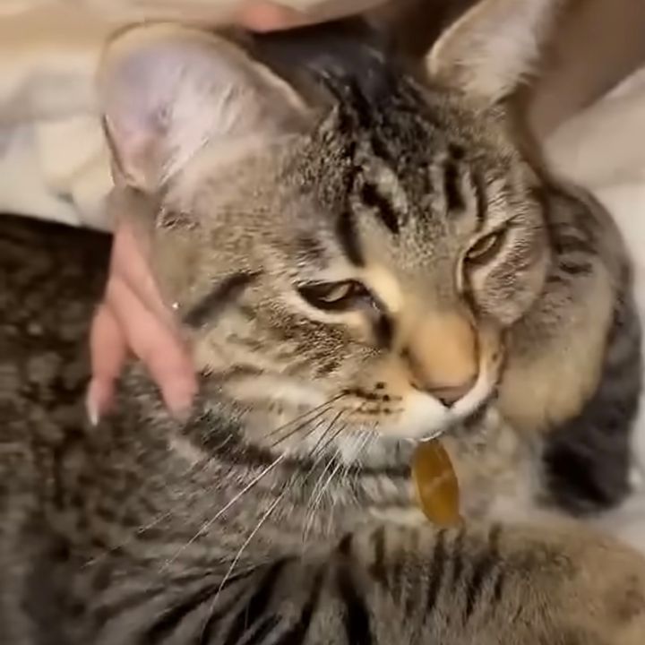 やれやれと頬杖をつくキジトラ猫、春樹の小説に出てくる感じで