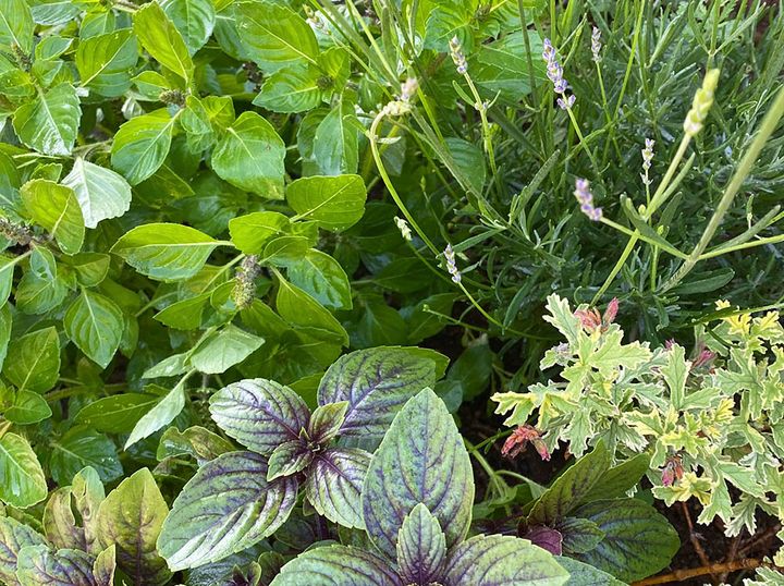 ハーブガーデン