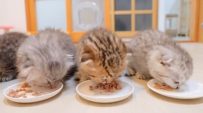 ご飯を食べる子猫達