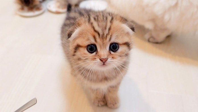 お礼をしに来る子猫