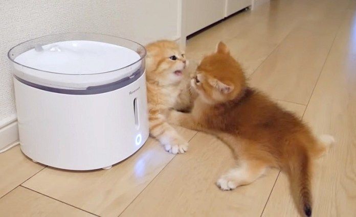 子猫達の攻防