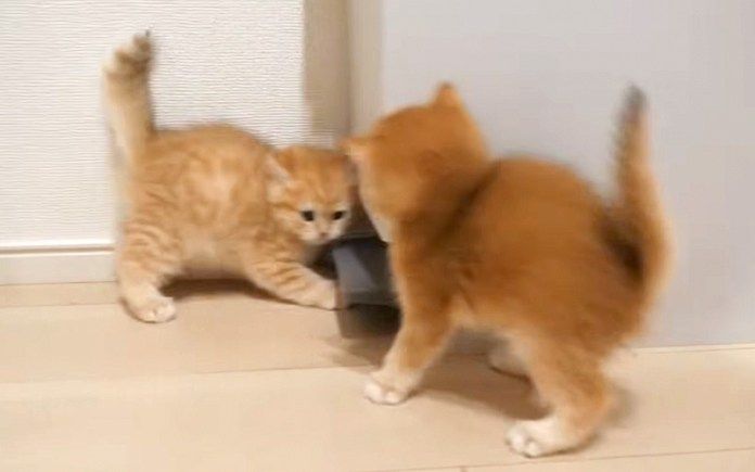 子猫達の攻防