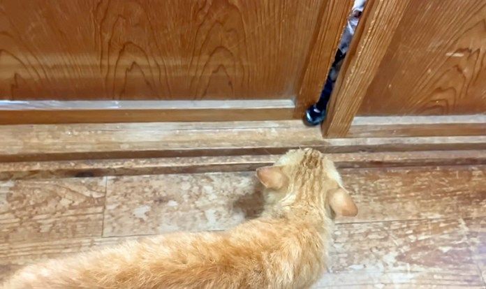 保護猫が気になる先住猫