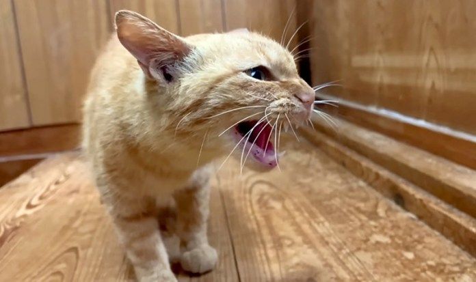 威嚇する保護猫