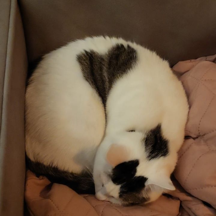 神様から愛されし猫眠るとき、おなかのうえにハートが降臨