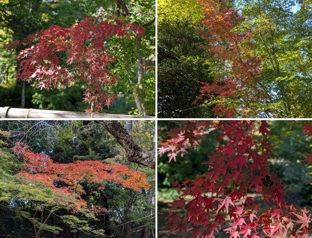 2024.11月下旬撮影 (277104)