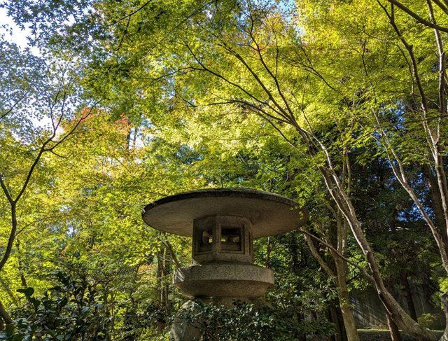 2024.11月下旬撮影 (277099)