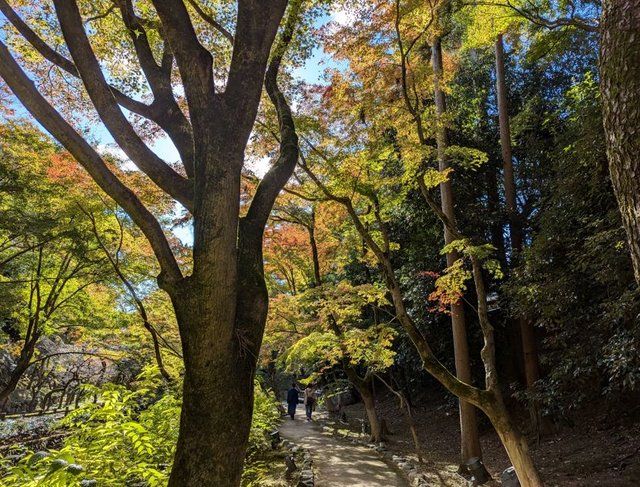 11月下旬撮影 (277106)