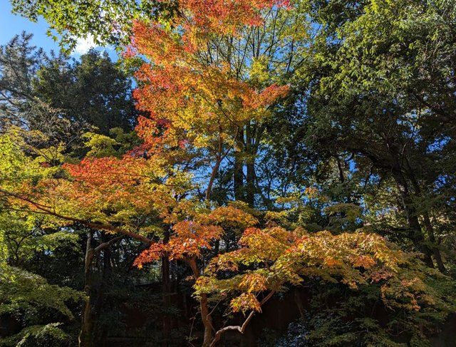 11月下旬撮影 (277107)