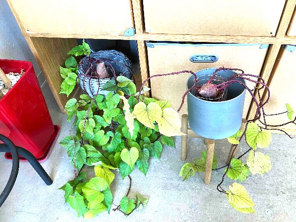 さつまいもグリーン