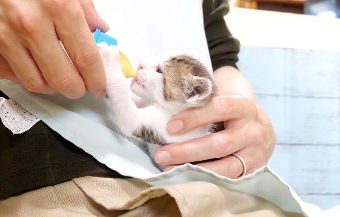 ミルクを飲む子猫