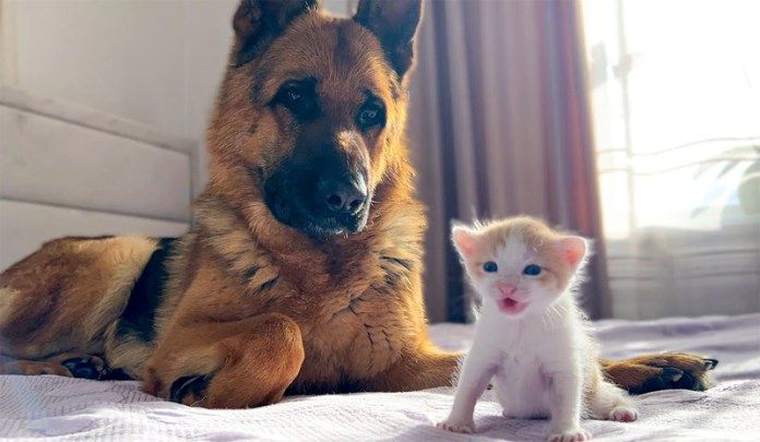 子猫が気になる犬