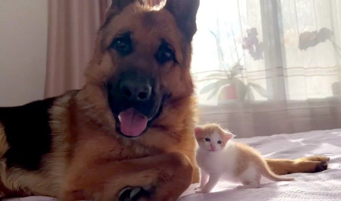 子猫に戸惑う犬