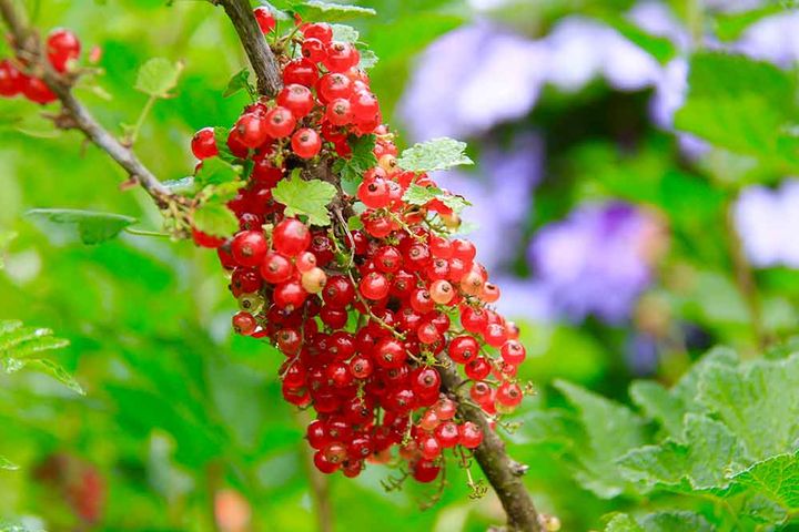 レッドカラント