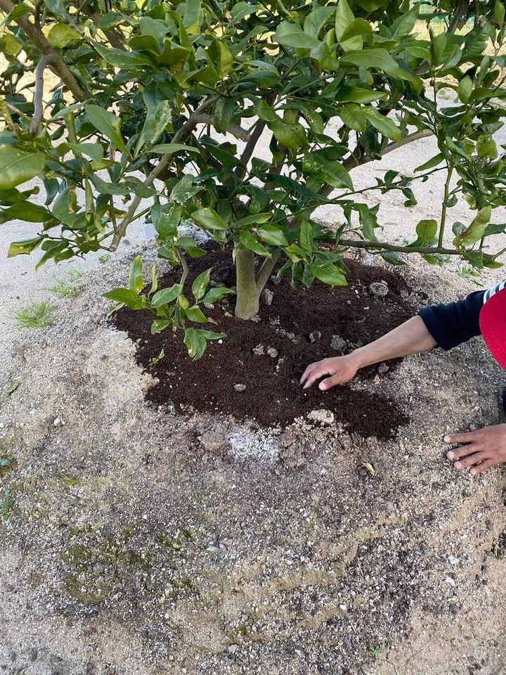 バイオマイスター