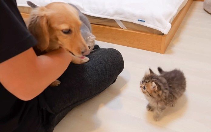犬に興味津々の子猫