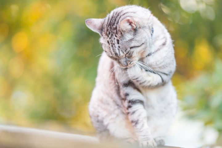 50代カメラ女子の猫日記