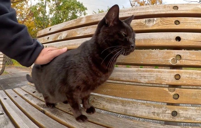 撫でられる黒猫