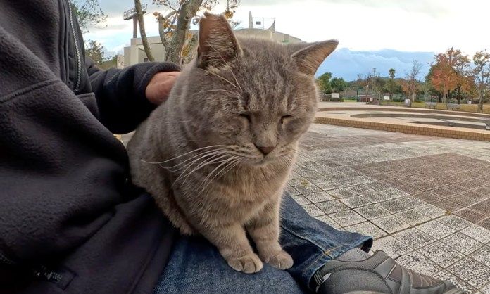 撫でられるサバトラ猫