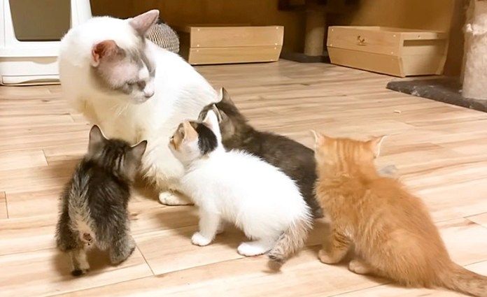 保護猫に集まる子猫達