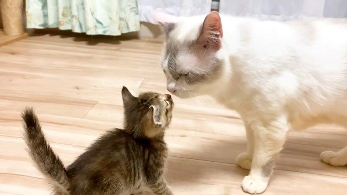 保護猫と子猫