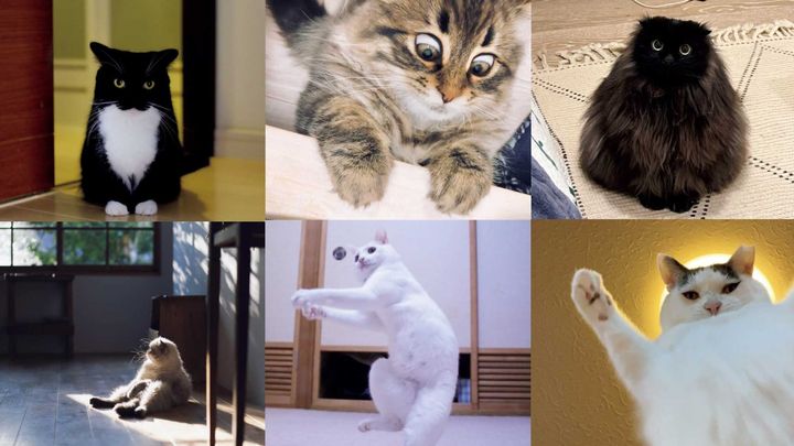 猫フォトのお手本はSNSにあり！人気ニャンスタグラマーのベストショット