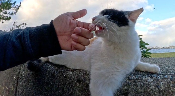 指を噛む猫