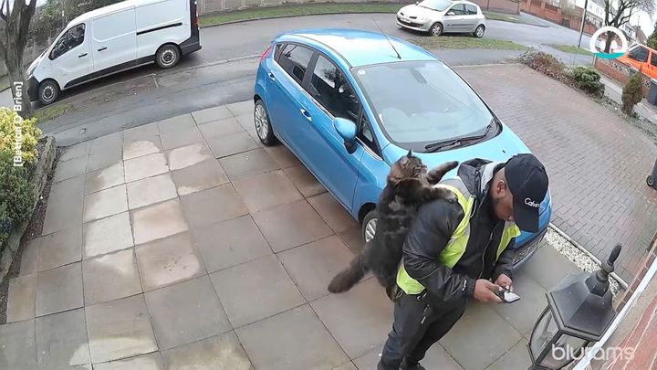 ドライバーの肩に跳び乗る身軽な猫、お礼を込めてマウンティング